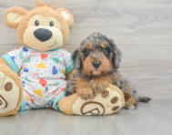 8 week old Mini Goldendoodle Puppy For Sale - Seaside Pups