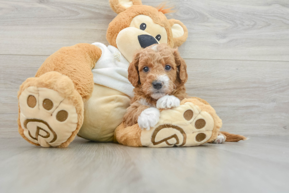 Small Mini Goldendoodle Baby