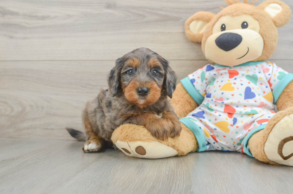 6 week old Mini Goldendoodle Puppy For Sale - Seaside Pups