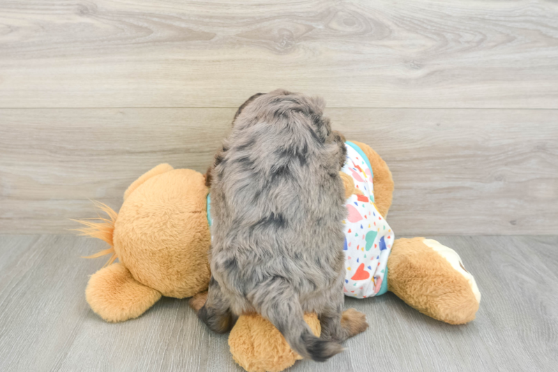 Meet Hudson - our Mini Goldendoodle Puppy Photo 2/3 - Seaside Pups
