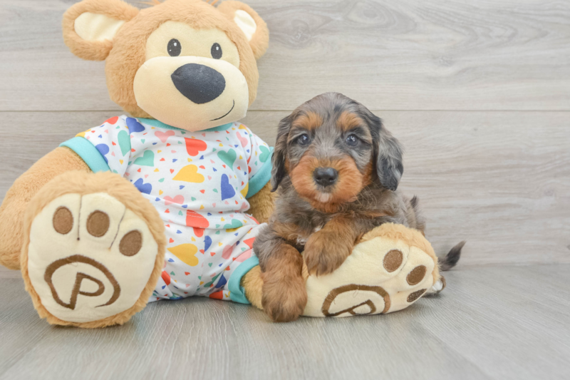 Meet Hudson - our Mini Goldendoodle Puppy Photo 3/3 - Seaside Pups