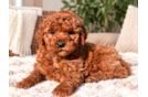 Mini Goldendoodle Pup Being Cute