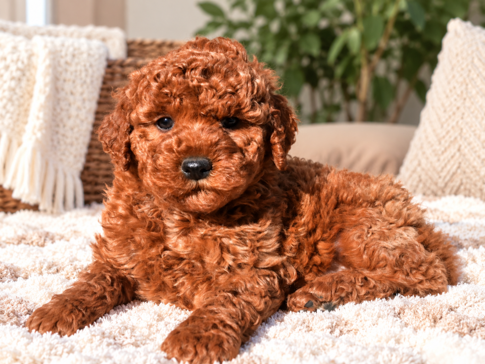 Mini Goldendoodle Pup Being Cute