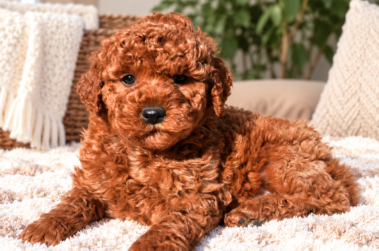 Mini Goldendoodle Pup Being Cute