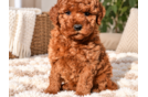 Cute Mini Goldendoodle Baby