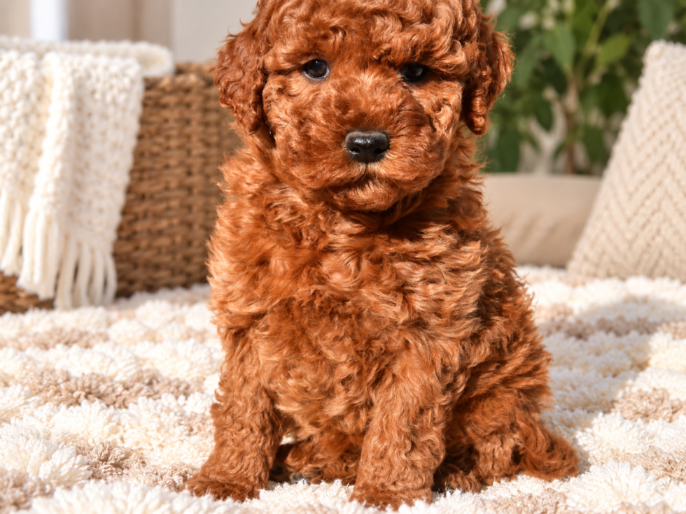 Cute Mini Goldendoodle Baby