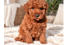 Mini Goldendoodle Pup Being Cute