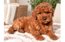 Best Mini Goldendoodle Baby