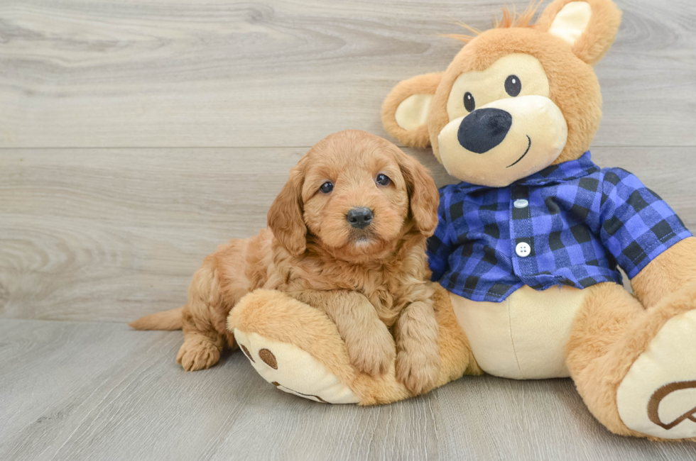 6 week old Mini Goldendoodle Puppy For Sale - Seaside Pups