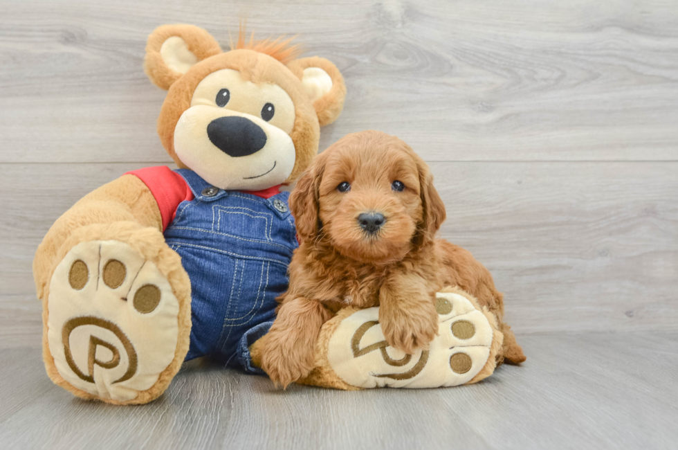 6 week old Mini Goldendoodle Puppy For Sale - Seaside Pups