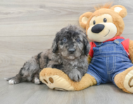 8 week old Mini Goldendoodle Puppy For Sale - Seaside Pups