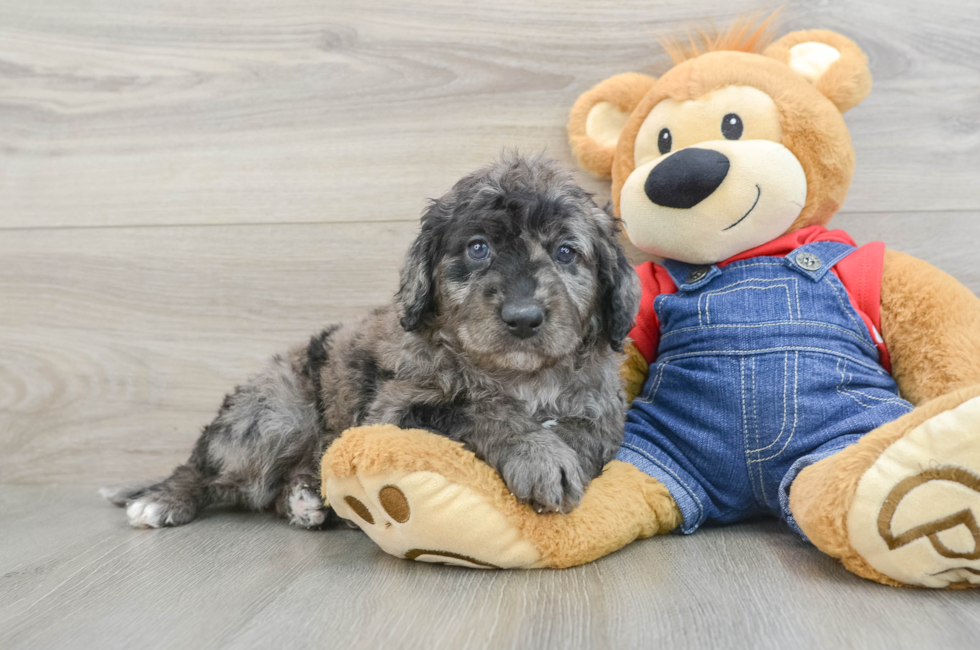 7 week old Mini Goldendoodle Puppy For Sale - Seaside Pups