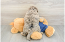 Fluffy Mini Goldendoodle Poodle Mix Pup