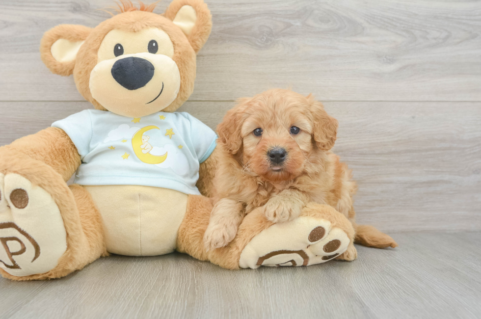 6 week old Mini Goldendoodle Puppy For Sale - Seaside Pups