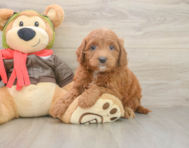 7 week old Mini Goldendoodle Puppy For Sale - Seaside Pups
