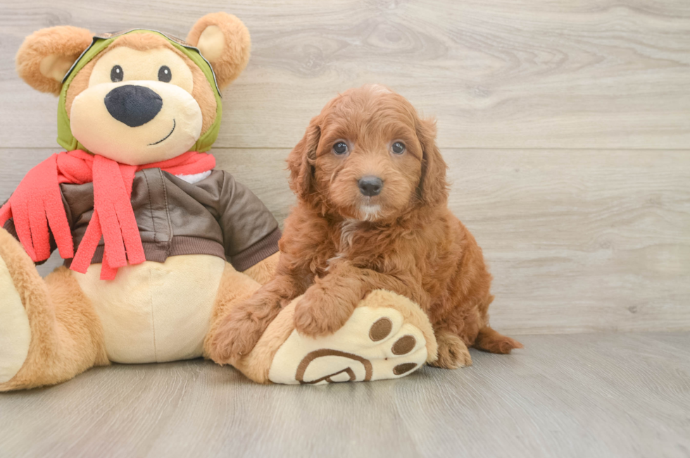 5 week old Mini Goldendoodle Puppy For Sale - Seaside Pups