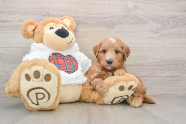 Mini Goldendoodle Puppy for Adoption