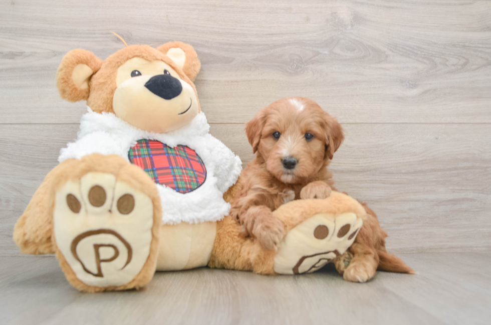 5 week old Mini Goldendoodle Puppy For Sale - Seaside Pups
