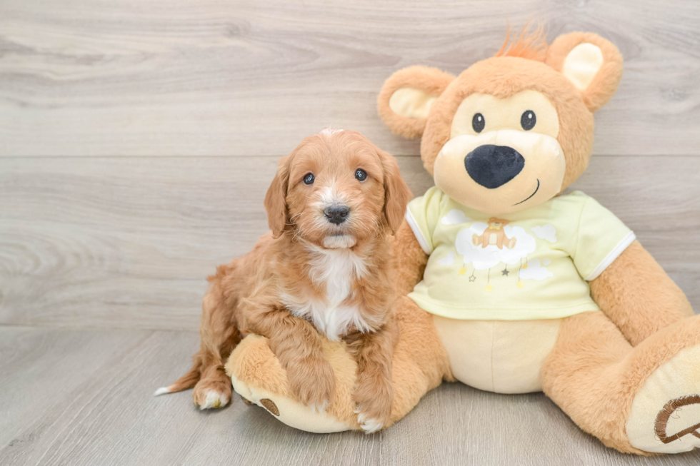 Best Mini Goldendoodle Baby