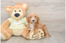Mini Goldendoodle Puppy for Adoption