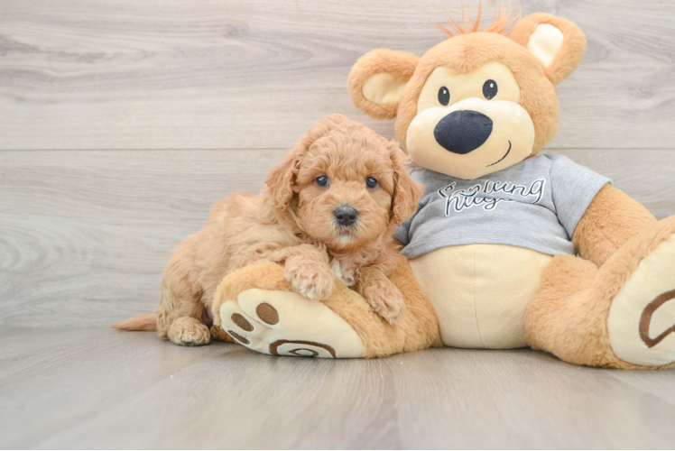 Mini Goldendoodle Pup Being Cute