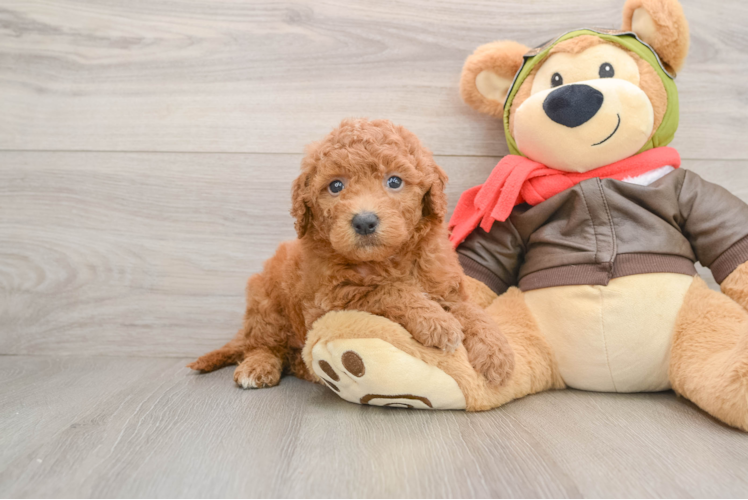 Best Mini Goldendoodle Baby