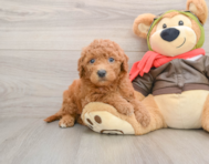 6 week old Mini Goldendoodle Puppy For Sale - Seaside Pups