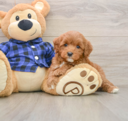7 week old Mini Goldendoodle Puppy For Sale - Seaside Pups
