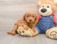 7 week old Mini Goldendoodle Puppy For Sale - Seaside Pups