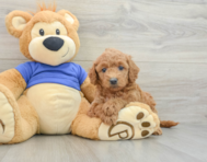 7 week old Mini Goldendoodle Puppy For Sale - Seaside Pups