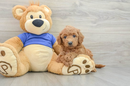 Mini Goldendoodle Pup Being Cute