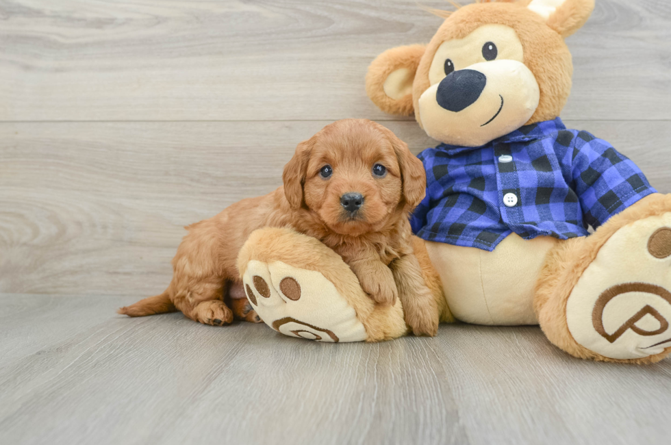 6 week old Mini Goldendoodle Puppy For Sale - Seaside Pups