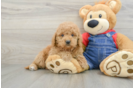 Happy Mini Goldendoodle Baby