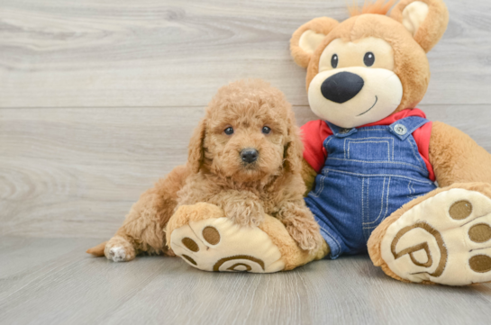 Happy Mini Goldendoodle Baby