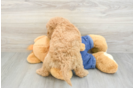 Happy Mini Goldendoodle Baby