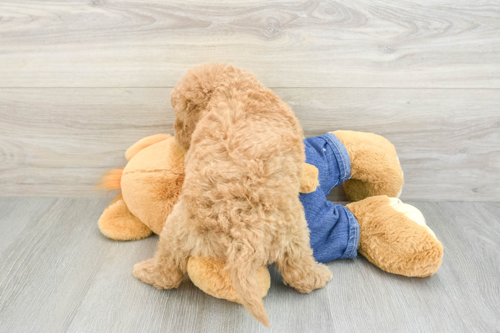 Happy Mini Goldendoodle Baby