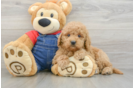 Mini Goldendoodle Puppy for Adoption