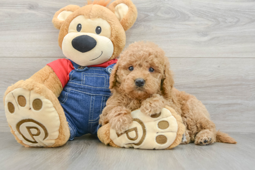 Mini Goldendoodle Puppy for Adoption