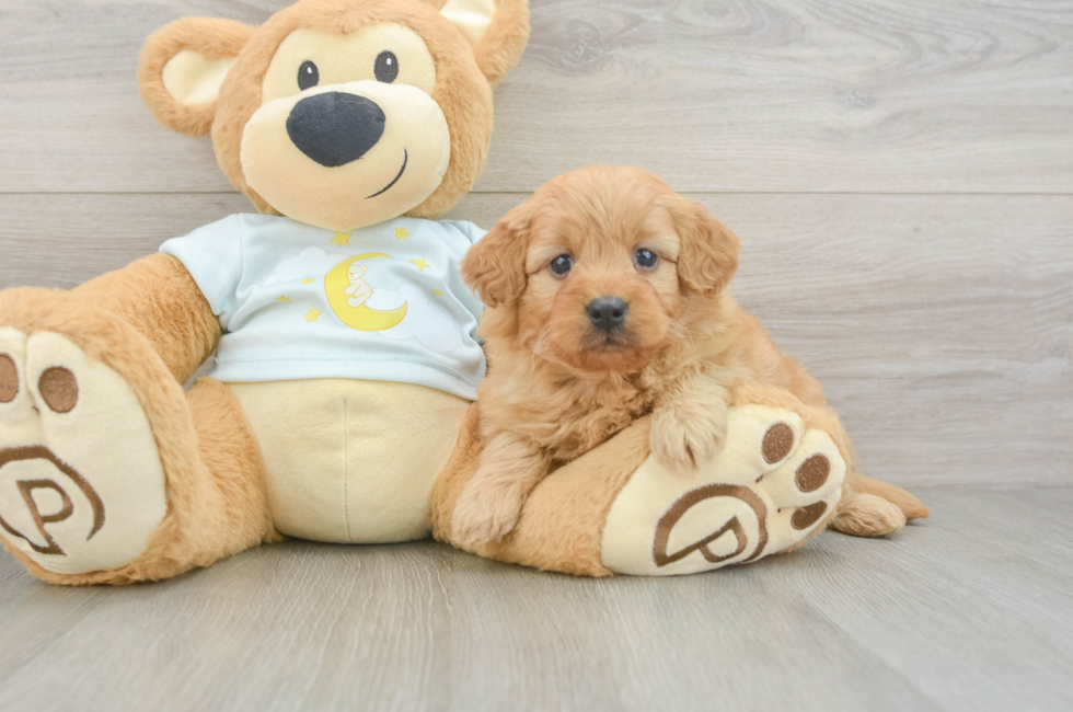 6 week old Mini Goldendoodle Puppy For Sale - Seaside Pups