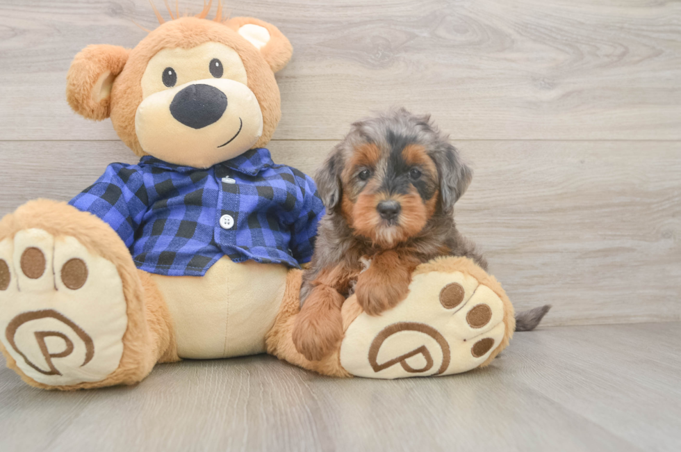 6 week old Mini Goldendoodle Puppy For Sale - Seaside Pups