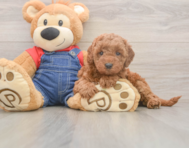 7 week old Mini Goldendoodle Puppy For Sale - Seaside Pups