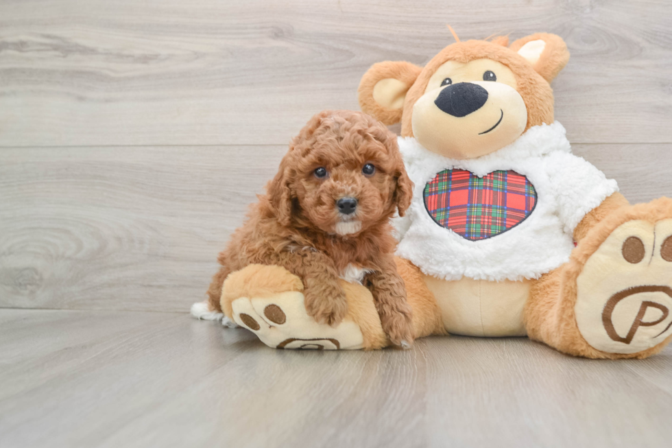 Playful Mini Groodle Poodle Mix Puppy