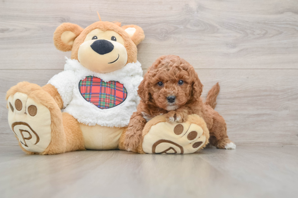 5 week old Mini Goldendoodle Puppy For Sale - Seaside Pups