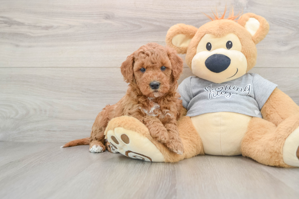 Mini Goldendoodle Pup Being Cute