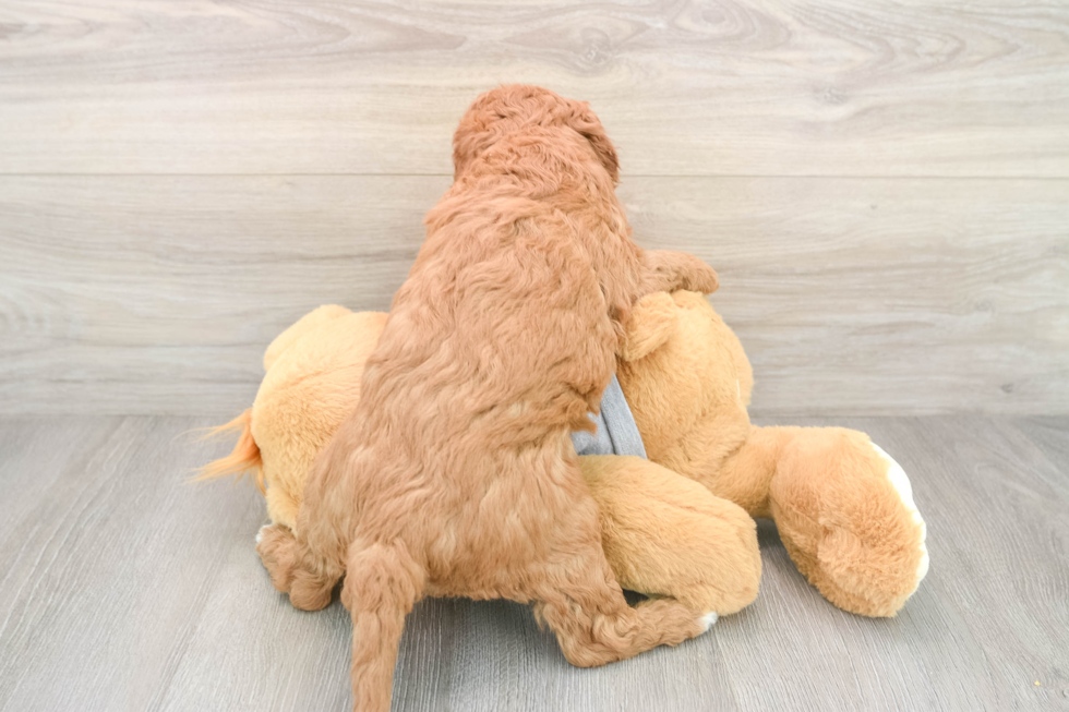 Best Mini Goldendoodle Baby