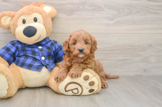 Small Mini Goldendoodle Baby