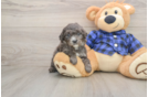 Best Mini Goldendoodle Baby