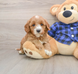 7 week old Mini Goldendoodle Puppy For Sale - Seaside Pups