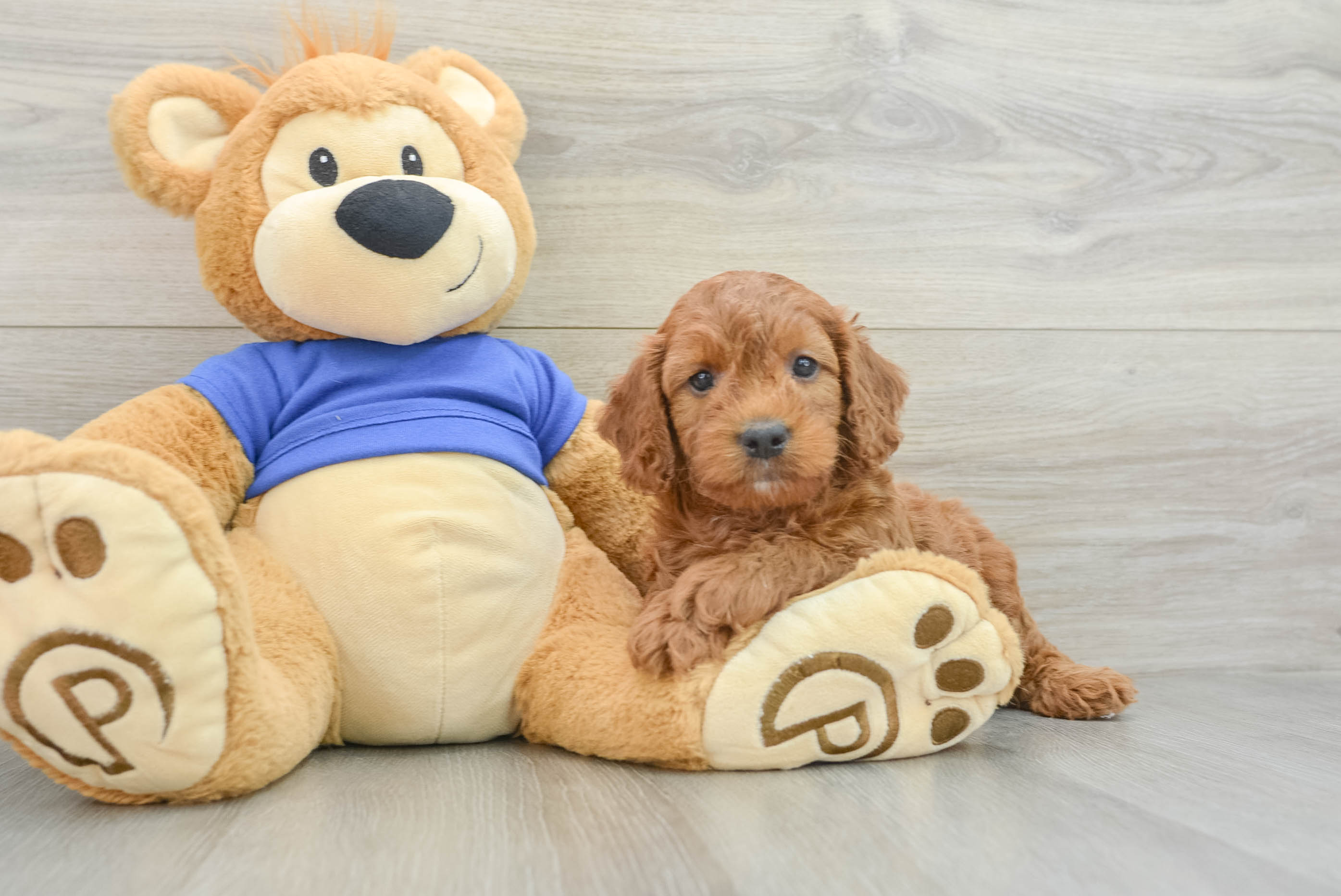 Mini Goldendoodle Puppy for Adoption