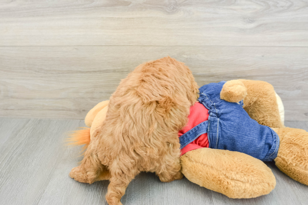 Mini Goldendoodle Pup Being Cute